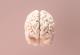 Научниците се обидуваат да откријат зошто мозокот на денешниот човек е многу помал од оној што го имале предците