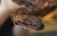 Змија-„мажјак“ во Британија доби 14 бебиња, а 9 години немала контакт со друга змија