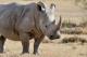 Научници ставаат радиоактивен материјал во роговите на носорозите за да спречат ловокрадство