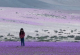 Пустината Атакама во Чиле - најсувото место на светот покриено со цвеќиња