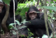 Дивите шимпанза ги користат лековитите билки како „прва помош“
